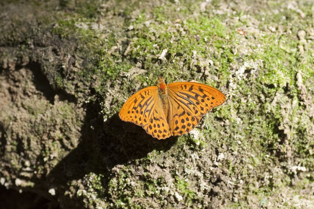 conferma Argynnis paphia - confermata